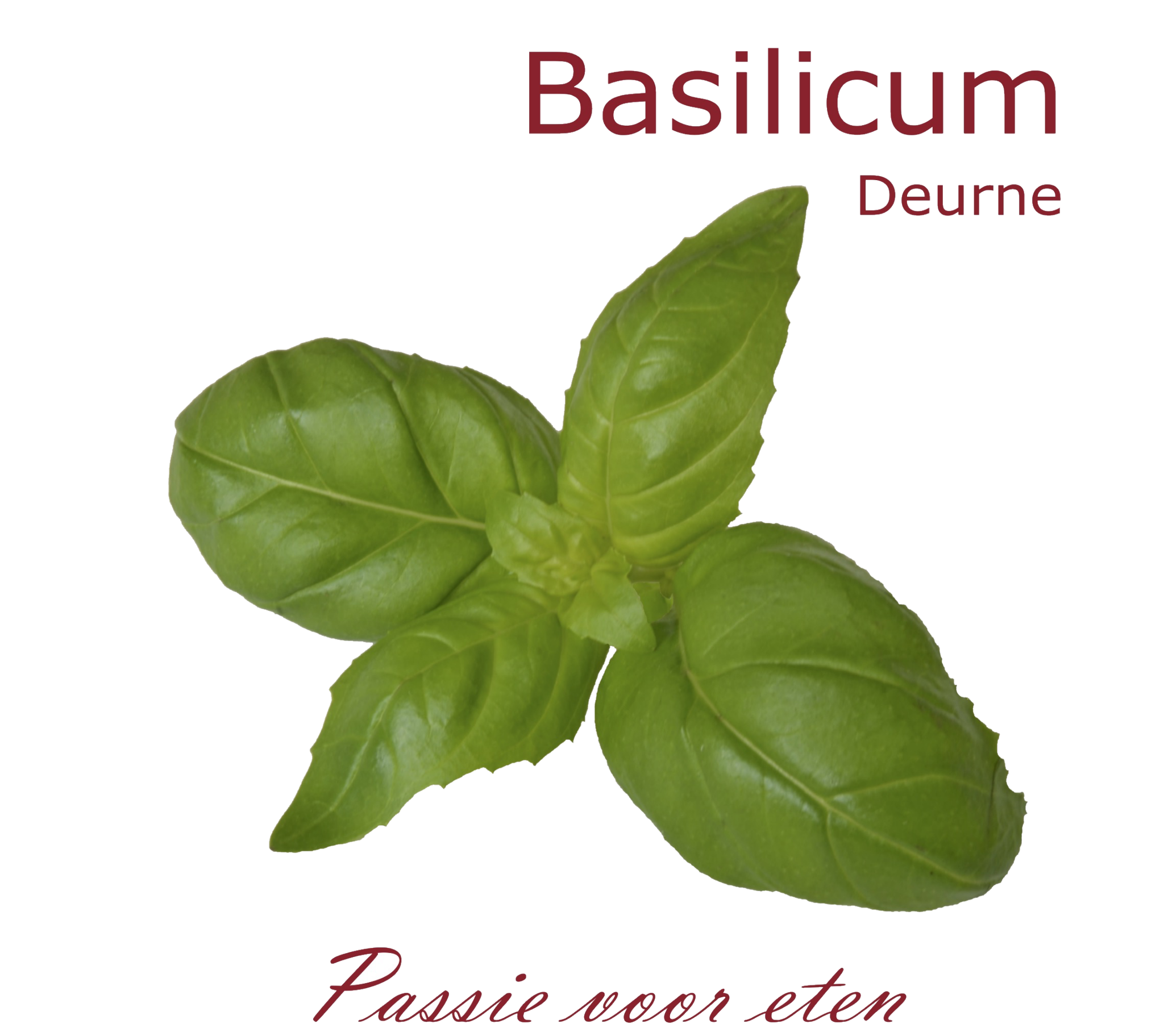 Basilicum Deurne